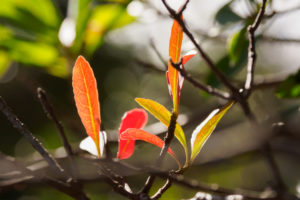 季節の花の写真