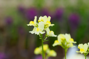 季節の花の写真