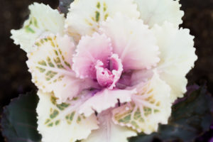 季節の花の写真