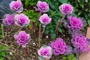季節の花の写真