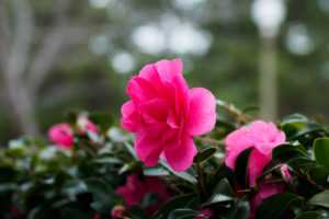 季節の花の写真