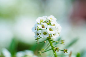 季節の花の写真