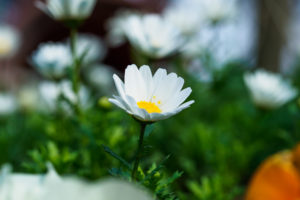 季節の花の写真