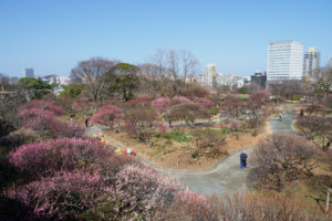 梅の写真