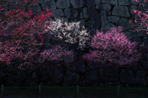 梅の写真