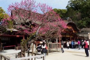 太宰府天満宮の梅の写真