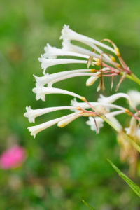 季節の花の写真