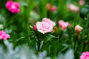 季節の花の写真
