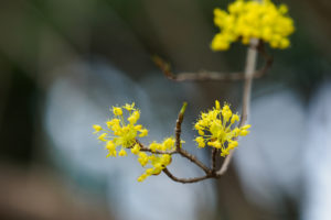 季節の花の写真