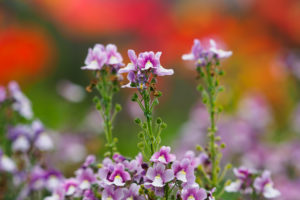 季節の花の写真