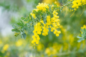 季節の花の写真
