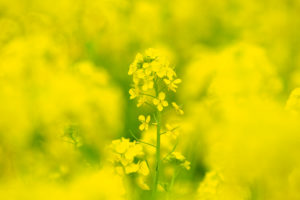 季節の花の写真