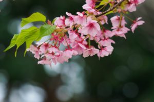 桜の写真