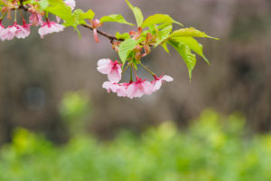 桜の写真