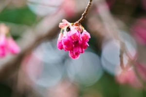 桜の写真