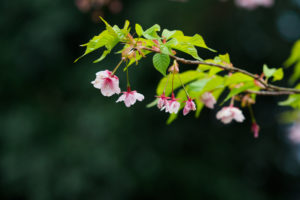桜の写真