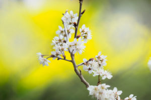 桜の写真