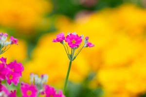 季節の花の写真
