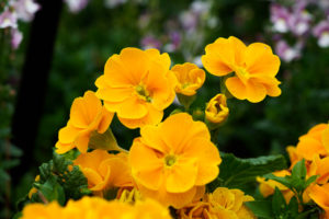 季節の花の写真