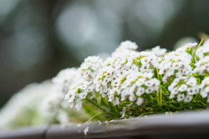 季節の花の写真