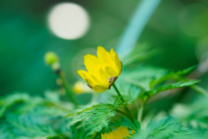 福寿草の写真