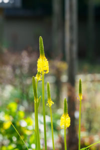 季節の花の写真