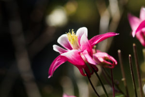 季節の花の写真