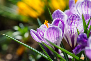 季節の花の写真