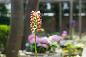 季節の花の写真
