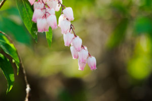 季節の花の写真