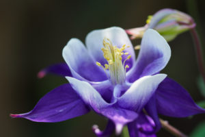 季節の花の写真