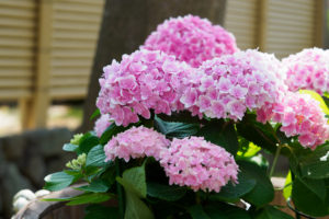季節の花の写真
