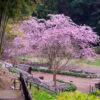 大寒桜と季節の花　白野江植物公園（2019年3月12日）