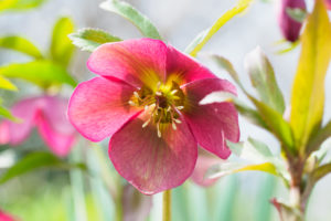 季節の花の写真