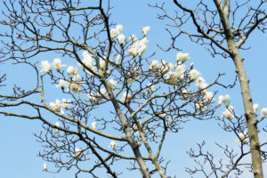 季節の花の写真