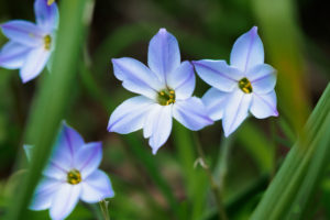 季節の花の写真