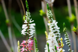 季節の花の写真