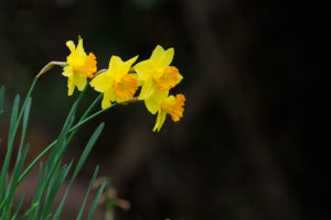 季節の花の写真