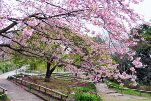 桜の写真