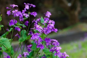 季節の花の写真