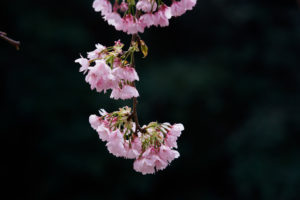 桜の写真