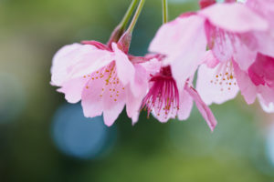 桜の写真