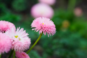 季節の花の写真