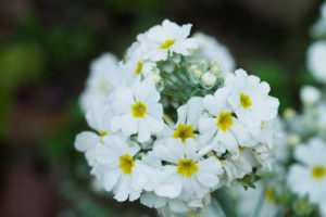 季節の花の写真