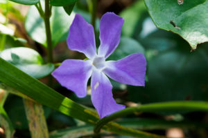 季節の花の写真