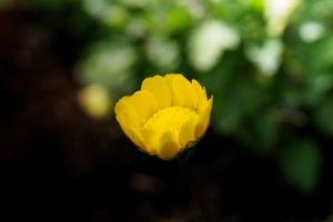 季節の花の写真