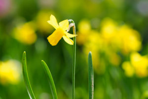 季節の花の写真