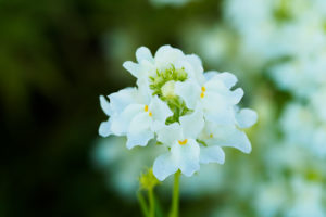 季節の花の写真