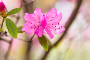 季節の花の写真