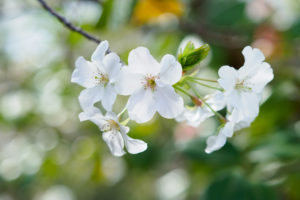 季節の花の写真